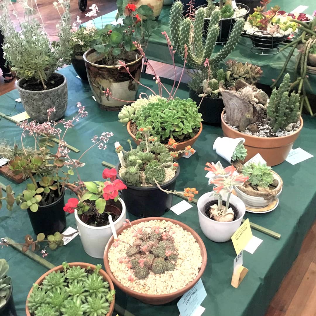 Spring Flower Show